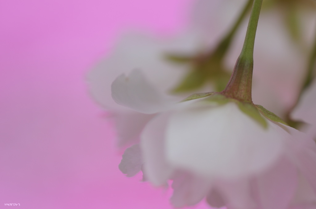 さくら