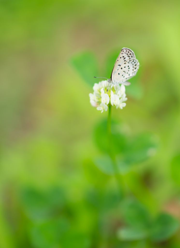 White clover....*