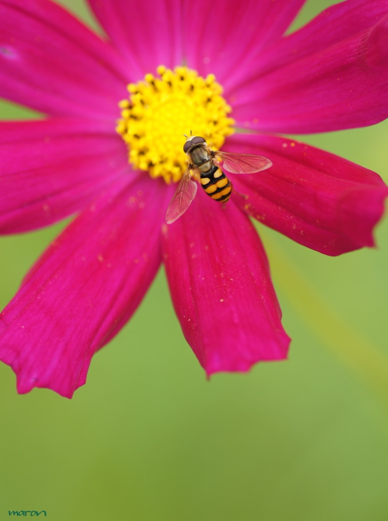 cosmos