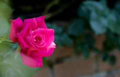 rose..*