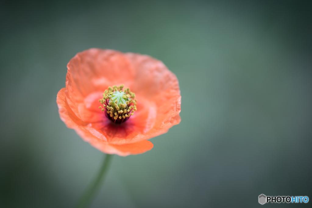 Papaver dubium