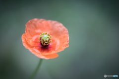 Papaver dubium