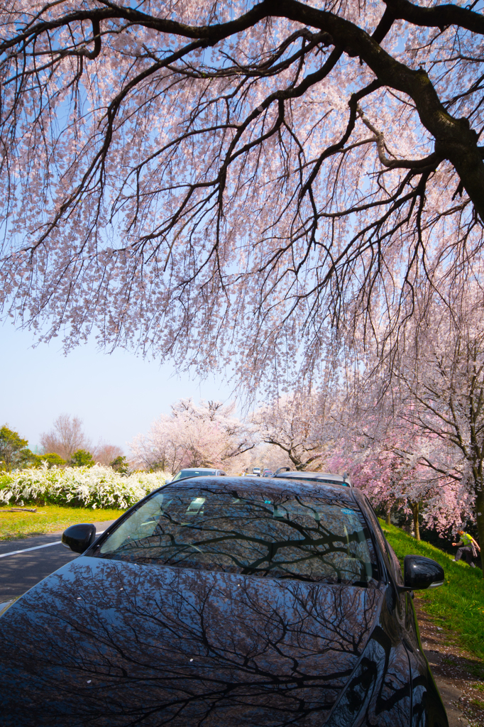Hanami✲