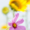 夏のコスモス＊