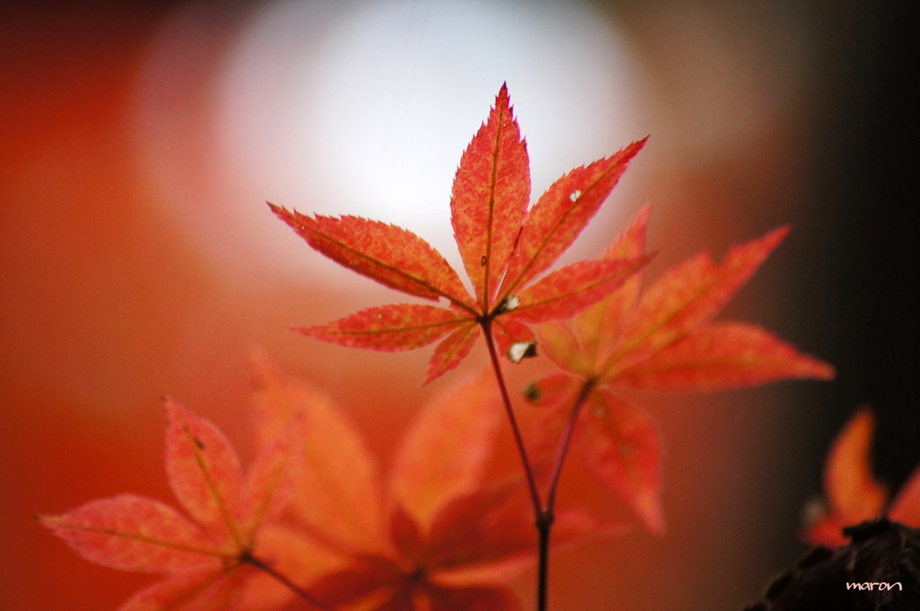 Momiji