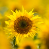 sunflower✲