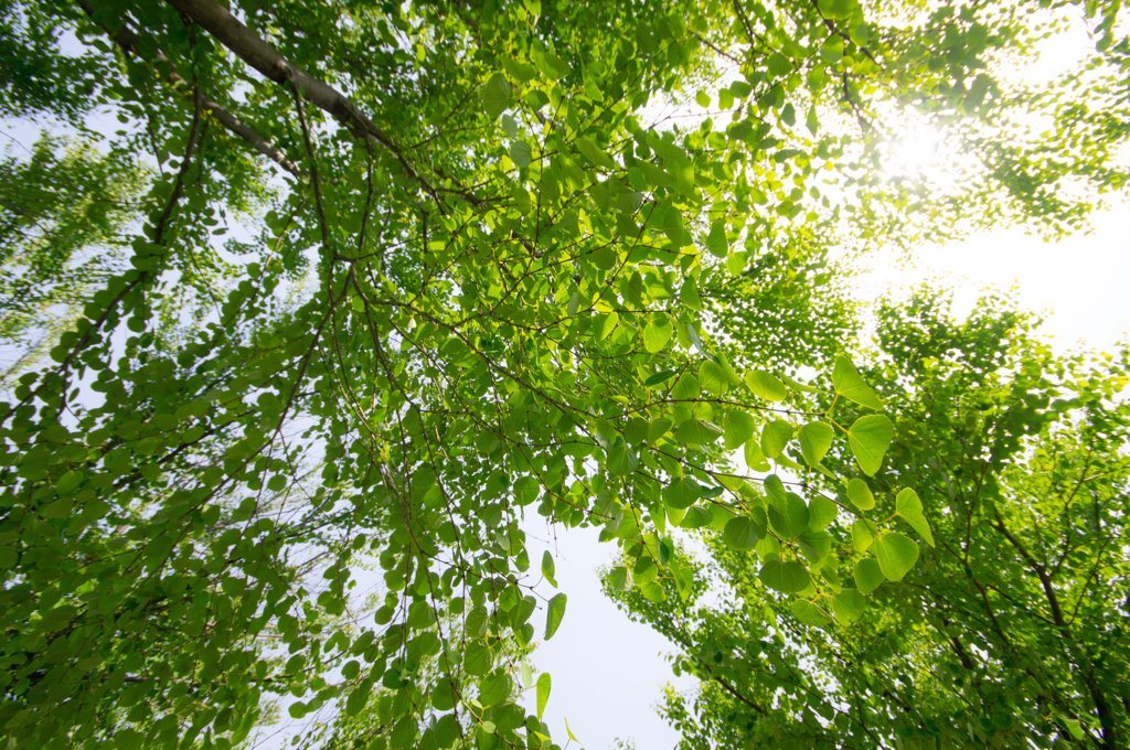 癒されて..green