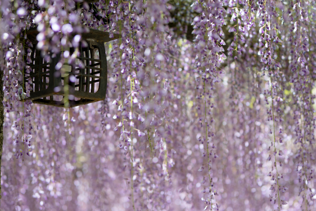 Wisteria