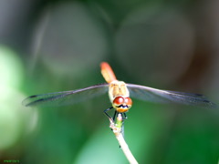 赤い目の蜻蛉