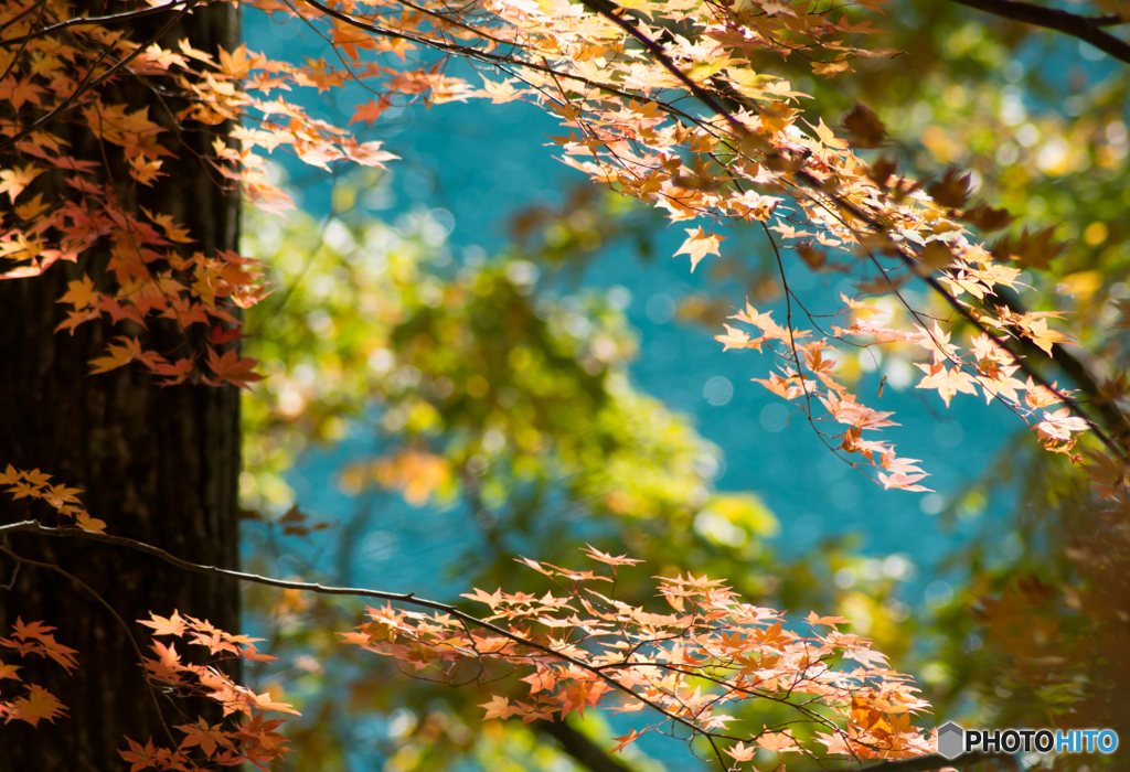 Momiji
