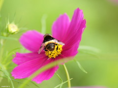 花よりオシリ～(^^♪