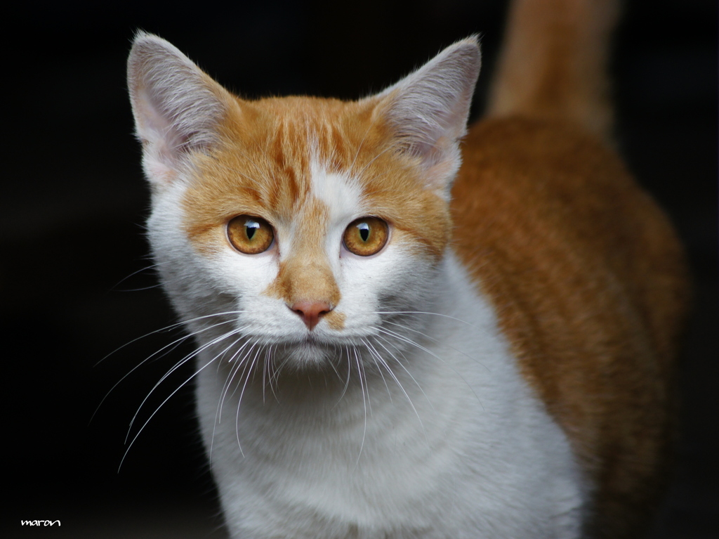 cat