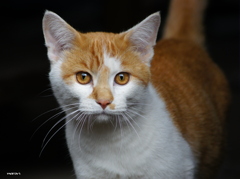 cat
