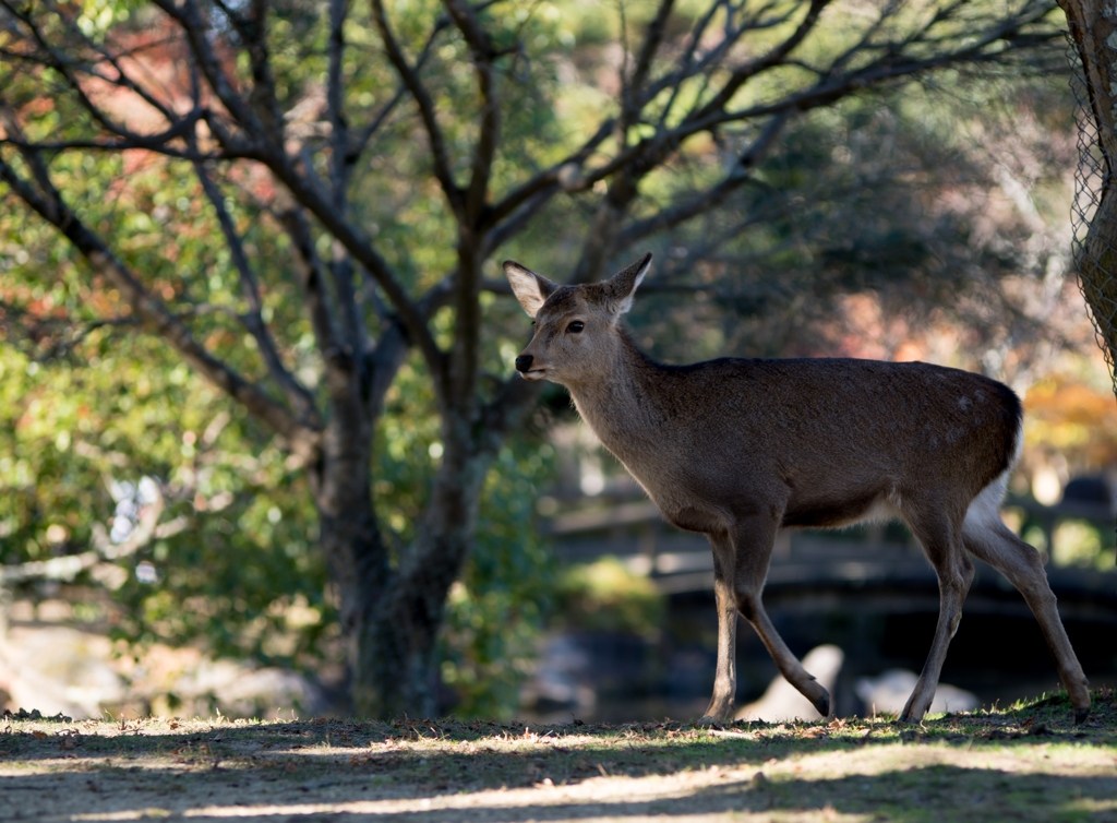 deer..♪