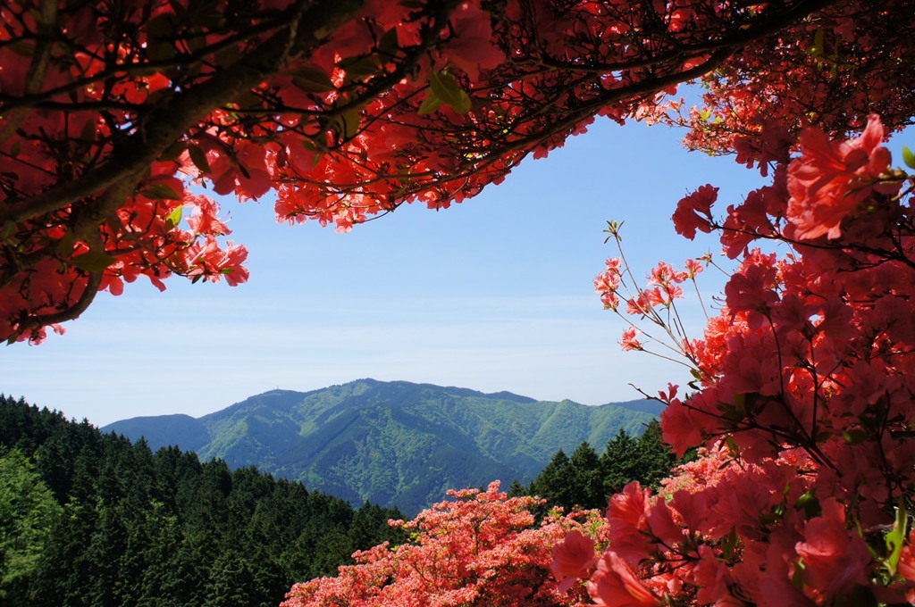 ツツジに囲まれた山