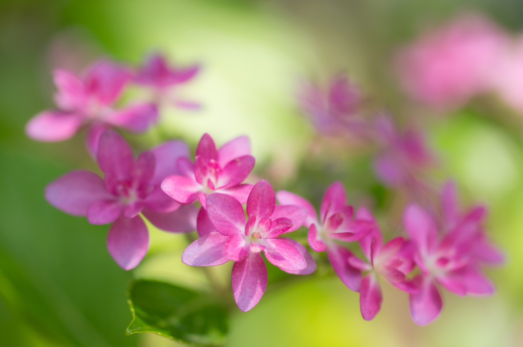 floral decorations