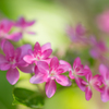 floral decorations
