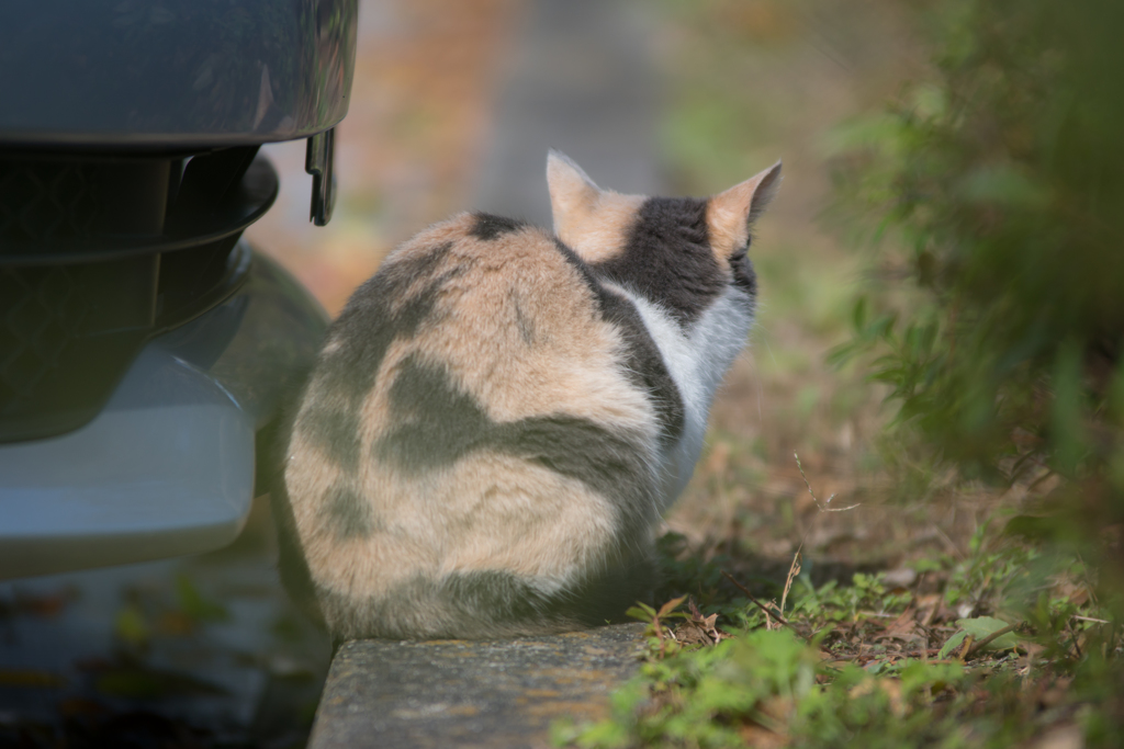 The back of a cat