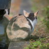 The back of a cat