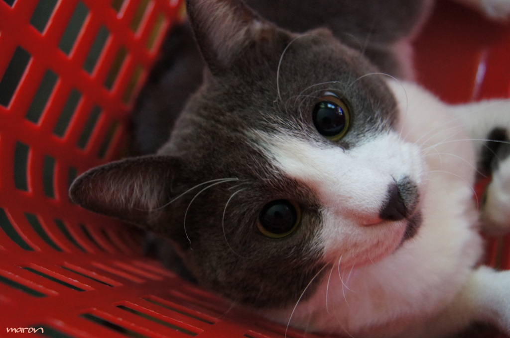 かご猫ちゃん