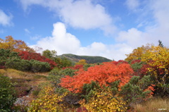 青空と紅葉