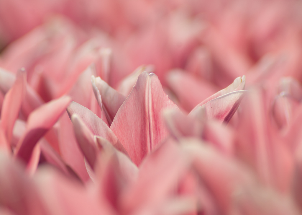 pink tulip..♡