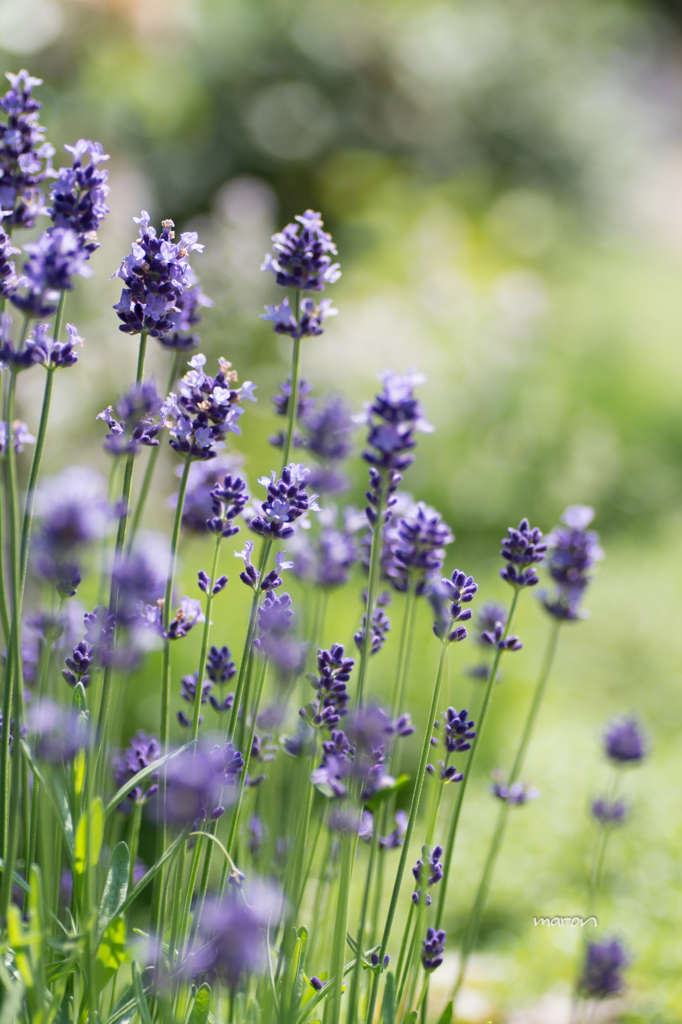 lavender..*