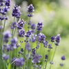 lavender..*