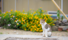 島の猫ちゃん