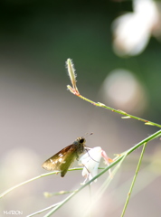 朝靄に。。