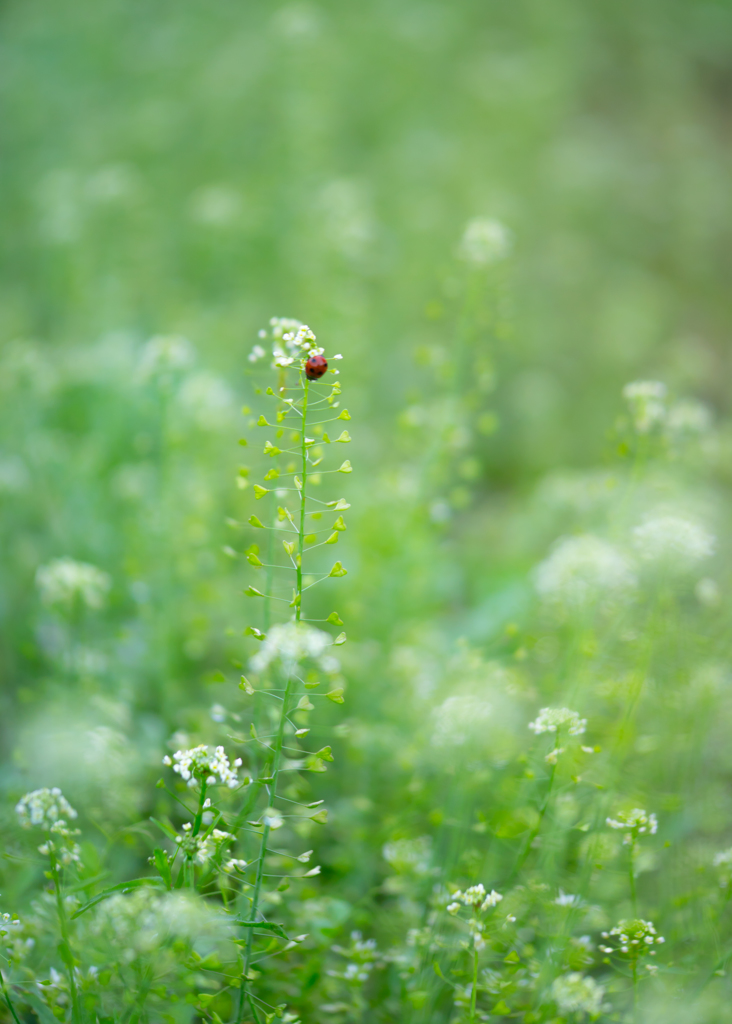 ぺんぺん草～♡