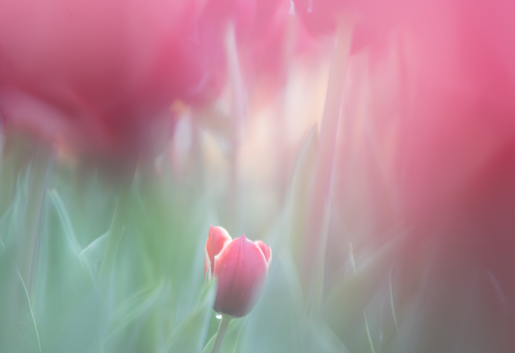 tulip..