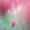 tulip..