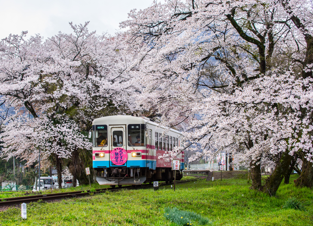 桜鉄＊*