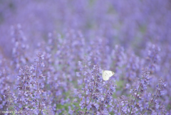 Catmint