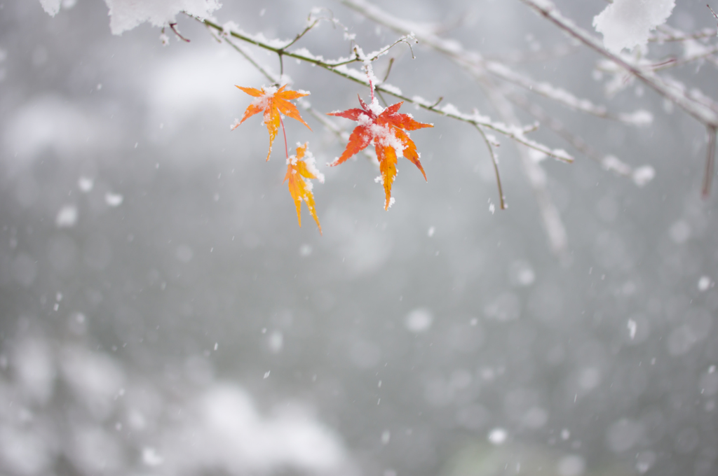 雪の音...♪