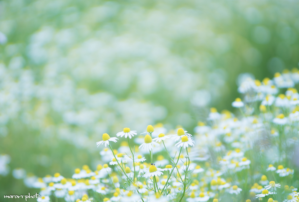 chamomile