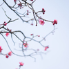 ume blossom～♪