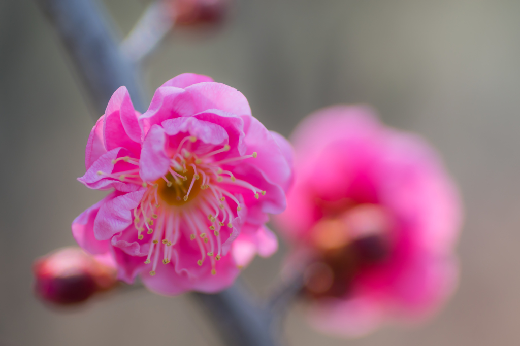 plum blossoms
