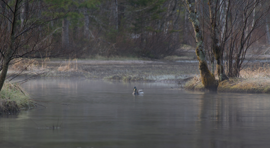 Morning mist