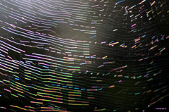 rainbow web