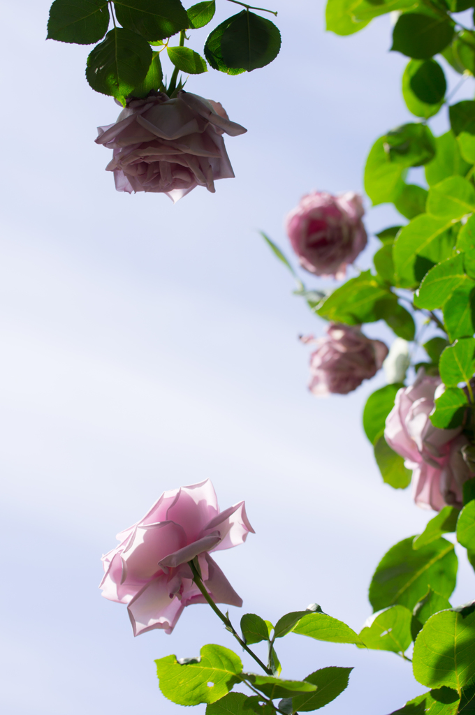 rose...♪