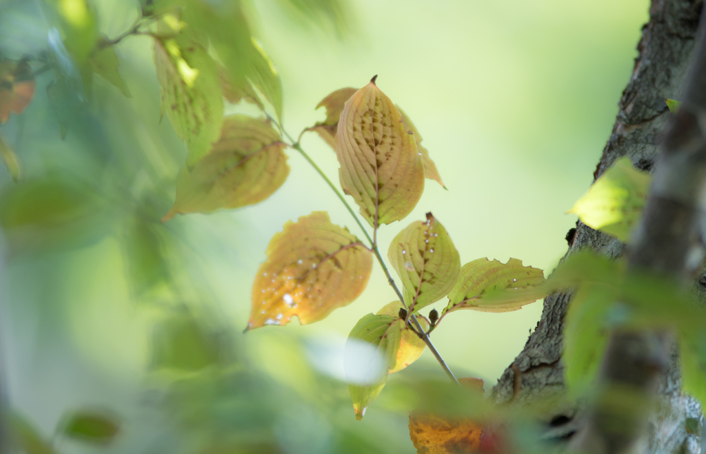 Dead  leaf