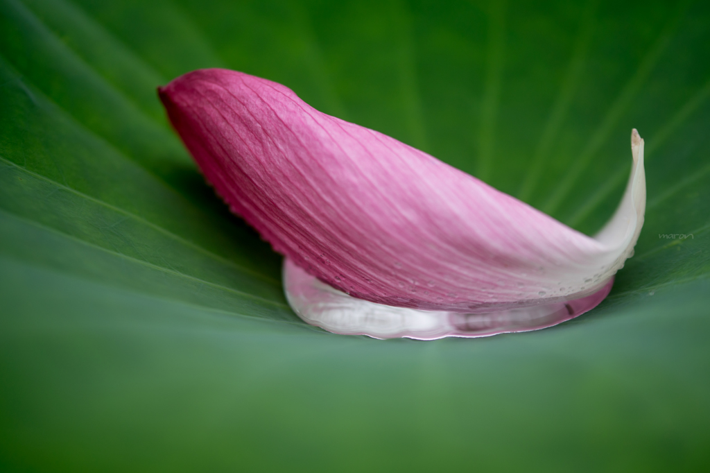 One of the petals