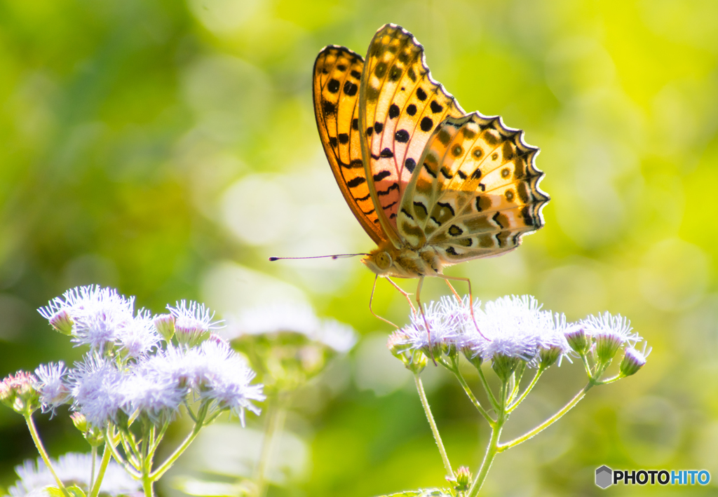 Butterfly wings