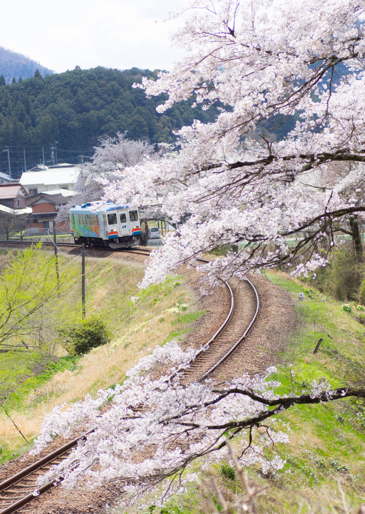 sakura curve