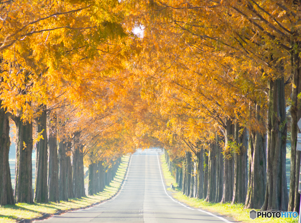 Golden Road～＊