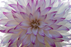 Dahlia