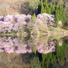 sakura✲