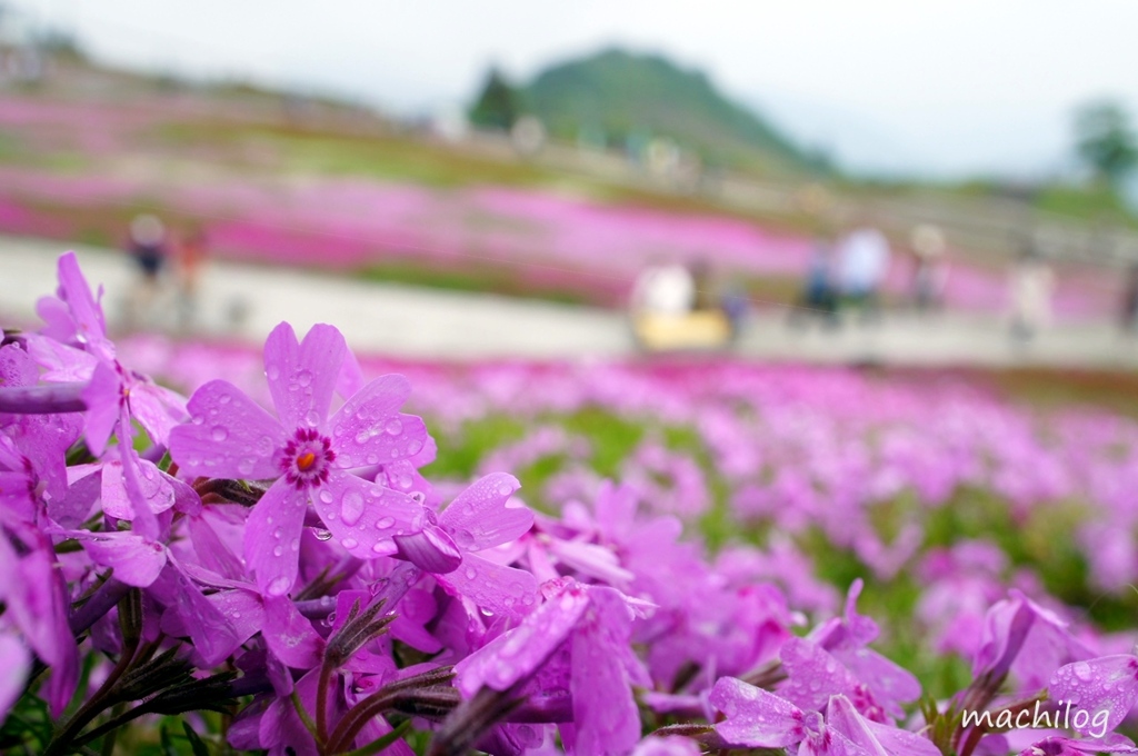 茶臼山の芝桜